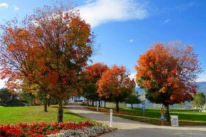 A park with trees and flowers in the foreground.